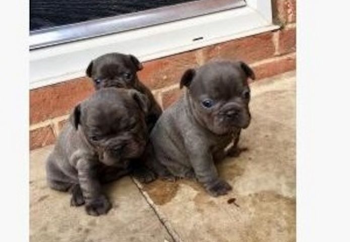 Französische Bulldogge Welpen