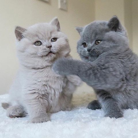 British shorthair Kätzchen