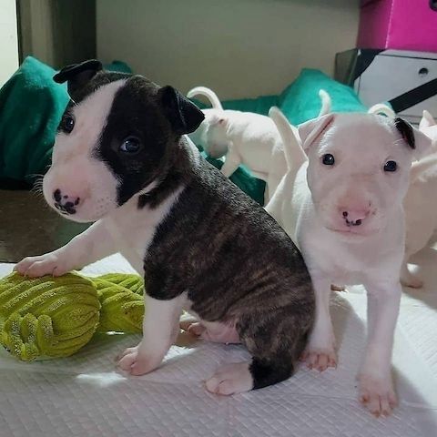 BullterrierWelpen