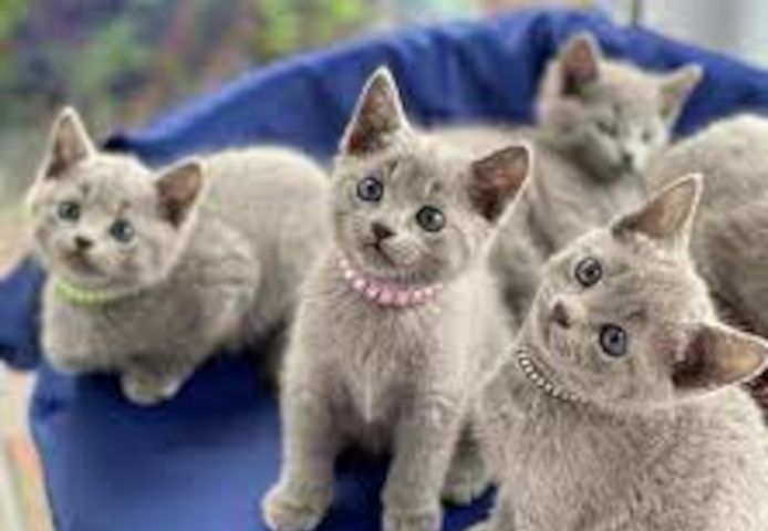 Russian blue Kätzchen