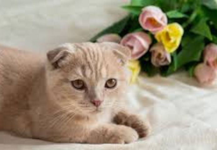 Scotish fold  Kätzchen