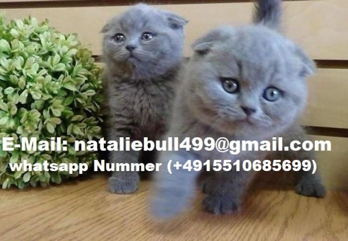 British shorthair Kätzchen