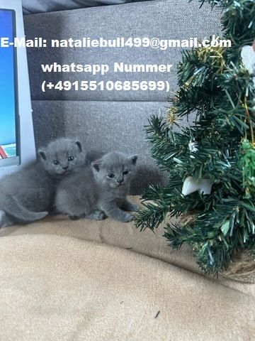 Russian blue Kätzchen