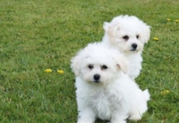 Bichon Frisé Welpen