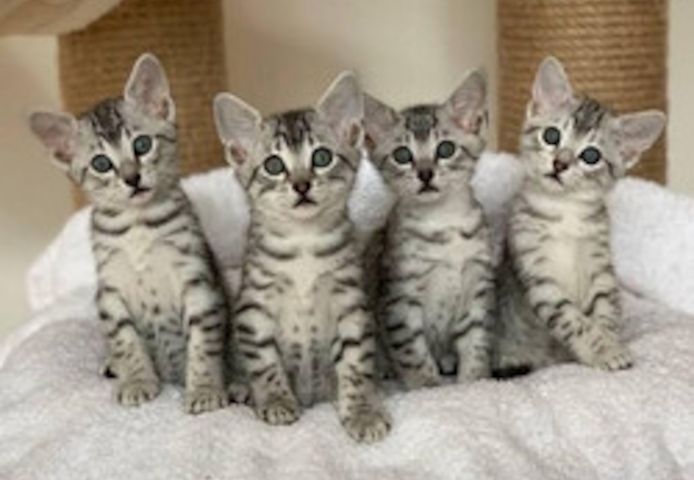 Ägyptische Mau-Kätzchen
