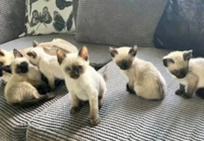 Siamesische Kätzchen