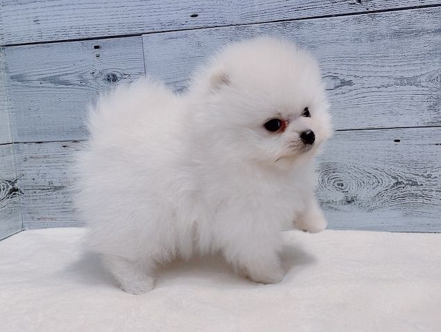Pomeranian-Welpe zur Adoption