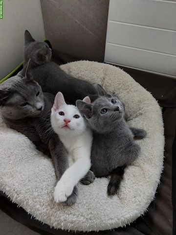 Russisch Blau Kätzchen