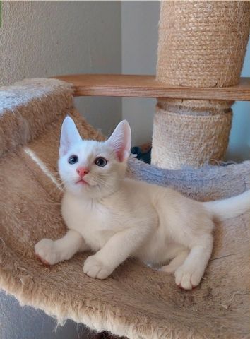 Russisch Blau Kätzchen