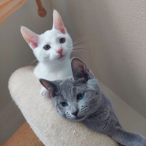 Süsse Russisch Blau Kätzchen