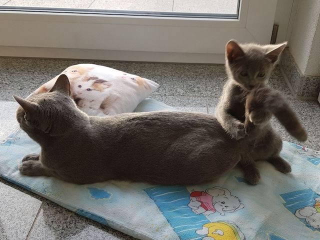 Russisch Blau Kätzchen