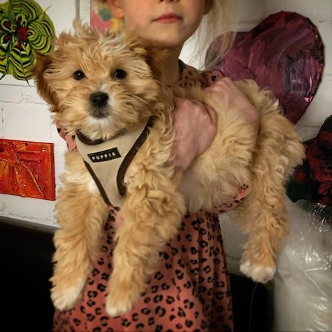 Maltipoo Welpen