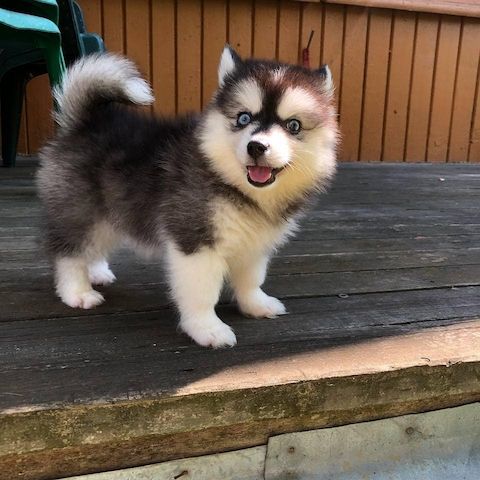 Pomsky Welpen