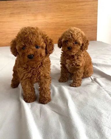 Toy Zwerg Pudel Welpen