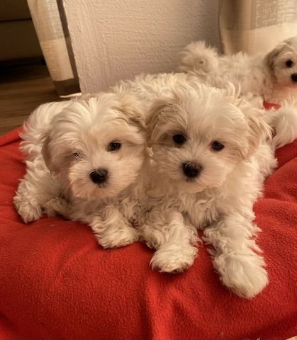 Drei Malteser Welpen abzugeben