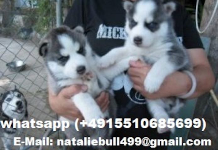 Siberian Husky Welpen ,,,