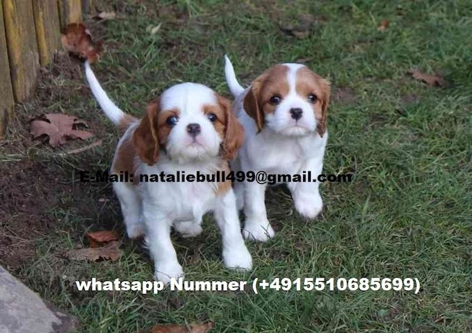Cavalier King Charle Welpen