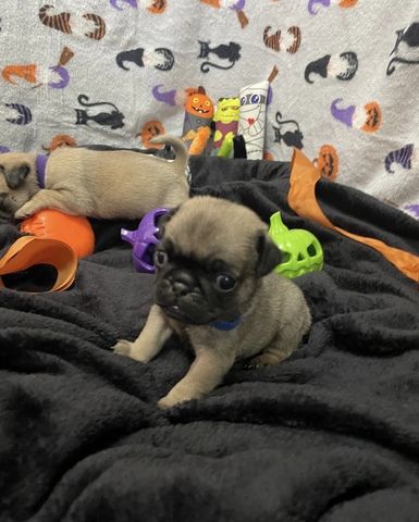 Wunderschöne Mops-Welpen