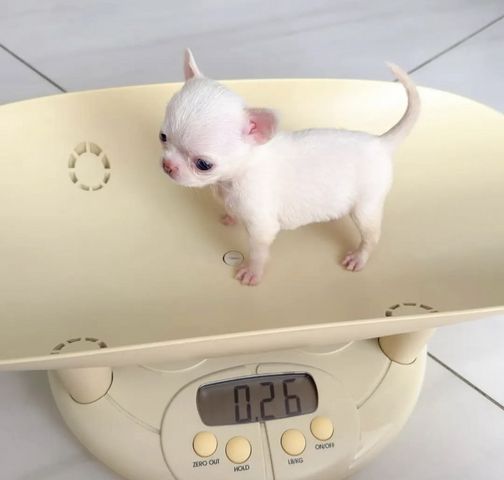 Chihuahua-Welpen (Rüde und Hündin), KC-registriert, ab sofort abgabebereit