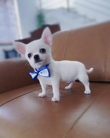 Chihuahua-Welpen (Rüde und Hündin), KC-registriert, ab sofort abgabebereit