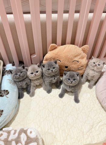 5 Britisch Kurzhaar-Kätzchen – Championlinien