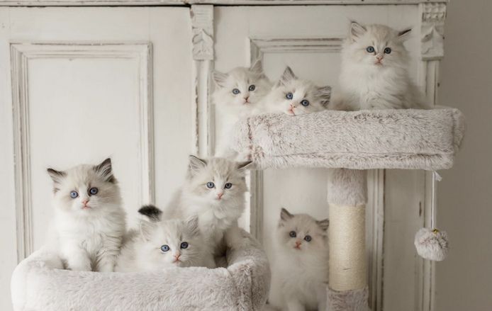 Ragdoll-Registrierungskitten ab sofort verfügbar
