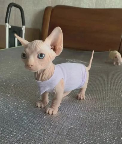 Bezauberndes Sphynx-Kätzchen zu verkaufen