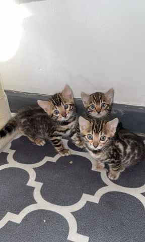 Wunderschöne Bengalkätzchen