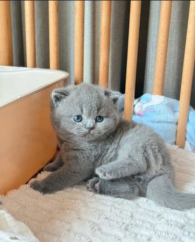 ✨ Lernen Sie Leo kennen – Ihren perfected British-Shorthair-Gentleman ✨