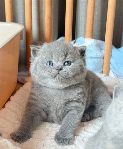 ✨ Lernen Sie Leo kennen – Ihren perfected British-Shorthair-Gentleman ✨