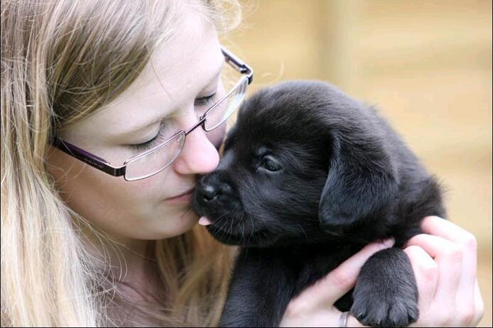 Wunderschöne und gesunde Labradorwelpen 