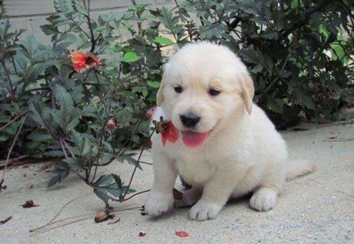 Wunderschöne und gesunde Labradorwelpen 