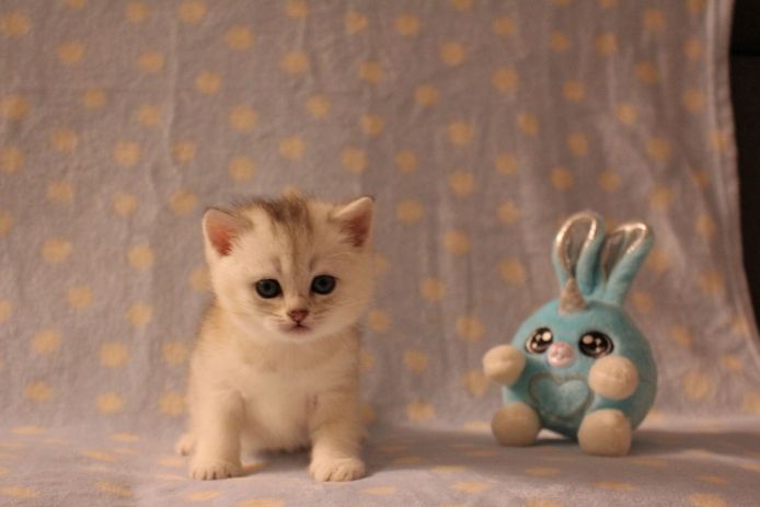 Reinrassige BKH Kitten