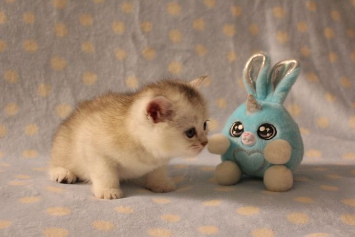 Reinrassige BKH Kitten