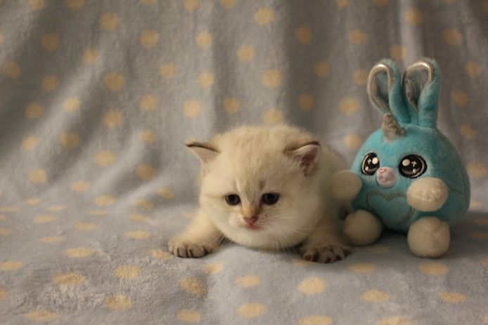 Reinrassige BKH Kitten