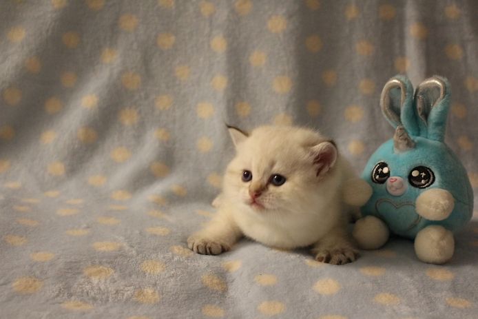 Reinrassige BKH Kitten