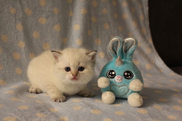 Reinrassige BKH Kitten