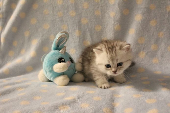 Reinrassige BKH Kitten