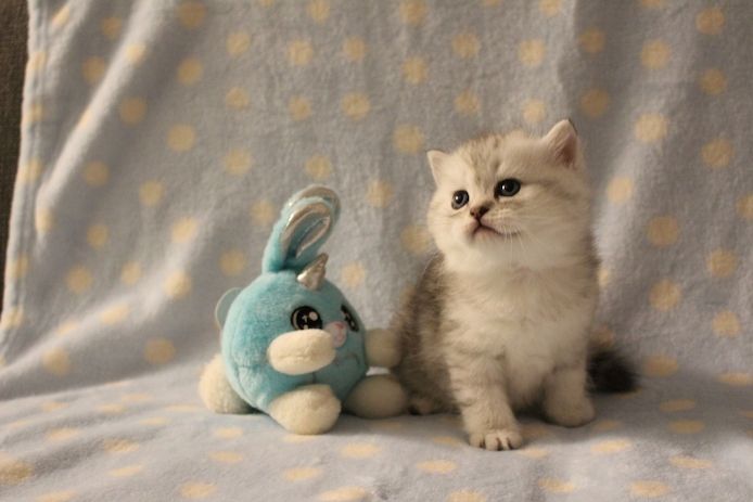 Reinrassige BKH Kitten