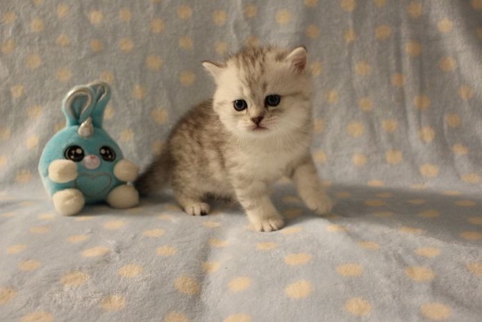 Reinrassige BKH Kitten
