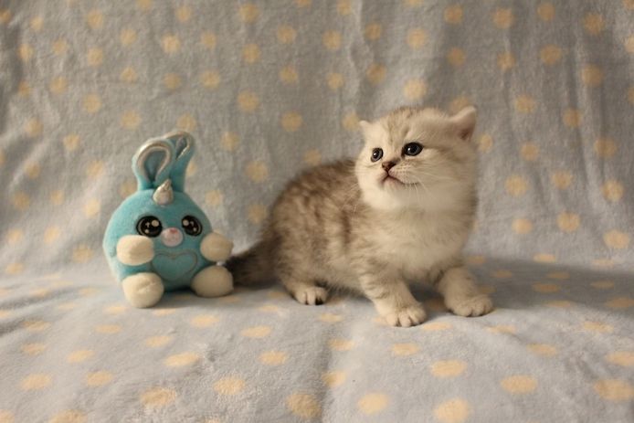 Reinrassige BKH Kitten