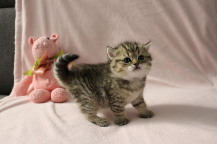 Reinrassige BKH Kitten