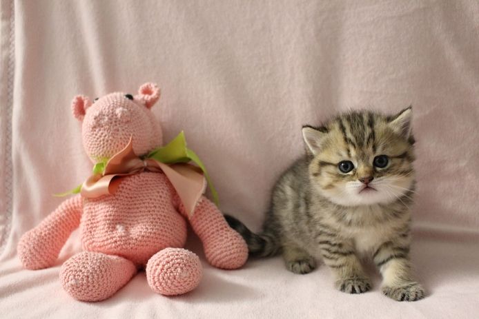 Reinrassige BKH Kitten