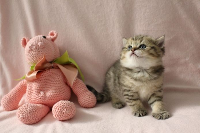 Reinrassige BKH Kitten