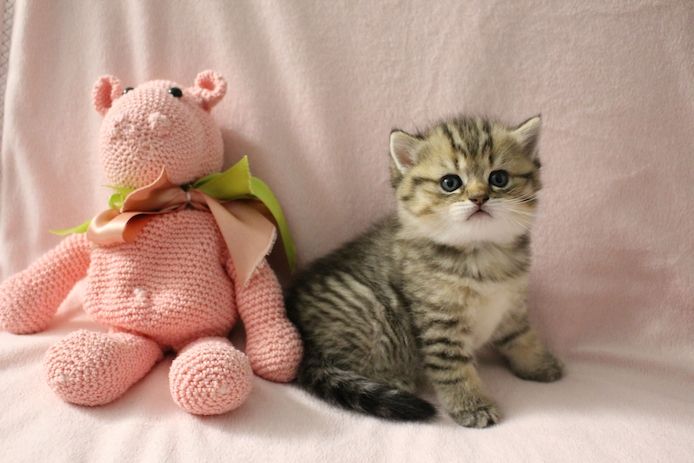Reinrassige BKH Kitten