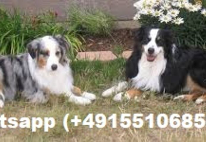 Australian Shepherd Welpen