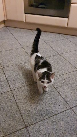 Liebevolles Kätzchen sucht neues Zuhause