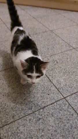 Liebevolles Kätzchen sucht neues Zuhause