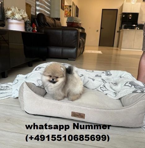 MINI POMERANIAN ZWERGSPITZ BOO WELPEN ZUM VERSCHENKEN