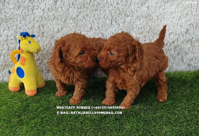 Toy und Zwerg Pudel-Welpen